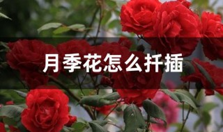 月季插枝方法（月季插枝方法视频）