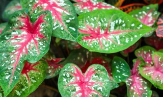 五彩芋有哪些品种 五彩芋有哪些品种图片大全