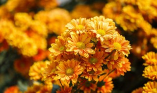 绿色菊花有哪些品种(绿色的菊花品种)