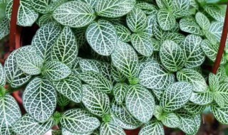 培养乳纹椒草与红网纹草有哪些要点 红网纹草的作用