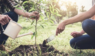 影响嫁接成活的因素有哪些? 成活率最高的嫁接方法