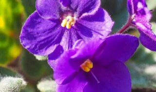 花期长达半年以上的8种花卉(花期长达半年以上的8种花卉是)