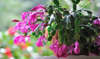 要睡眠的花朵有哪些（要睡眠的花朵有哪些呢）