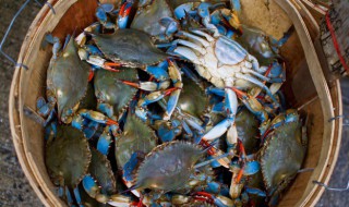 蟹黄白菜做法（蟹黄白菜做法视频）