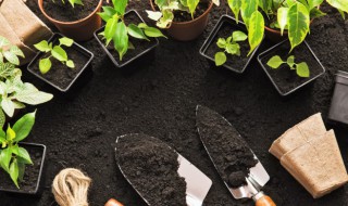 人参榕有哪些繁殖方法 人参榕的繁殖方法