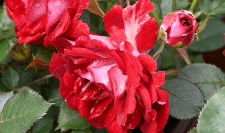 红色藤月季有哪些品种(红色藤本月季有哪些品种)