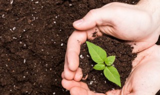 土壤需要消毒吗 土壤消毒要注意哪些问题