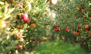 哪些果树可以相互嫁接（不同种类的果树可以嫁接吗）