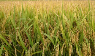 水稻虫害主要有哪些（水稻虫害主要有哪些危害）