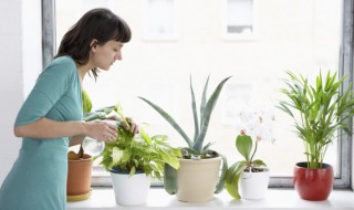 加仑盆适合哪些植物（加仑盆适合哪些花）