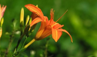 萱草有哪些不同的品种 萱草有几个品种