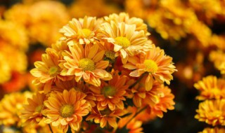 秋季植物有哪些（10种代表秋天的植物）