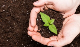 椰糠土适合种哪些植物 椰砖土适合养什么植物
