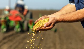 有哪些植物传播种子的方法有哪些 举几个种子传播的例子二年级