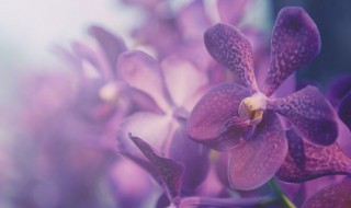 可以转运的室内植物有哪些 可以转运的室内植物有哪些图片