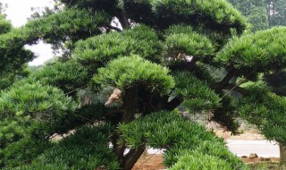 常绿乔木有哪些树种（常见绿化树木名称及图片大全）