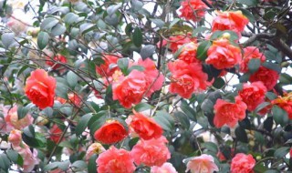 十八学士是哪些花卉(18学士是什么花)