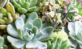 多肉灯泡的清洁技巧（多肉灯泡的清洁技巧视频）