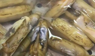 怎么样能把蛏子的清洗干净（怎么洗蛏子能洗的干净）