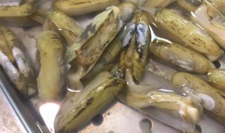 蛏子死了还能吃吗 海蛏子怎么吃