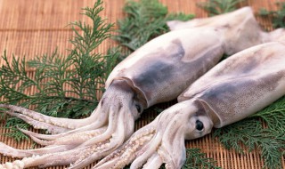 乌贼怎么清洗（乌贼怎么清洗图解乌贼的禁忌）