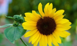 向日葵的保存方法（向日葵的保存方法视频）