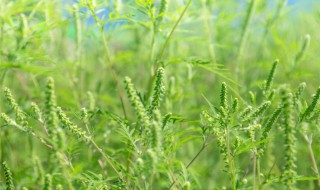 什么东西里含有豚草（豚草）