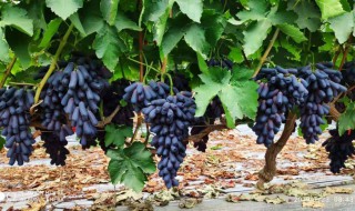 蓝宝石葡萄种植条件 蓝宝石葡萄种植条件和方法
