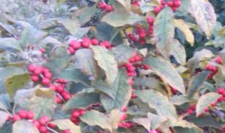 北美冬青为什么那么贵 北美冬青为什么这么贵