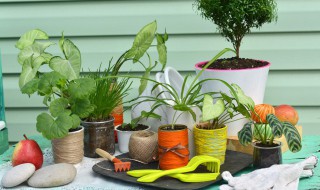 完全花和不完全花有哪些（完全花和不完全花有哪些区别）