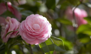 两性花有哪些常见的 什么叫两性花
