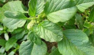 常见的野菜有哪些 农村常见100种野菜
