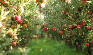 长枝富士与短枝富士的区别 什么是长枝富士,和短枝富士
