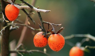 老鸦柿下山桩秋季能栽活吗（秋季老鸦柿下山桩如何栽培）
