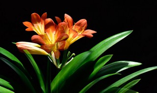 君子兰干到什么程度浇水 君子兰干到什么程度浇水好