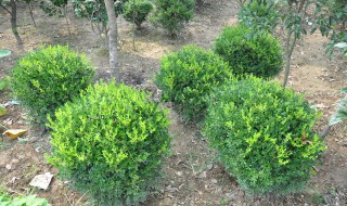 常绿灌木有哪些 什么是乔木什么是灌木区别在哪