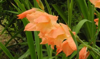 唐菖蒲品种有哪些 唐菖蒲品种有哪些