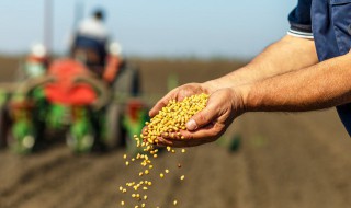 有关种子的知识有哪些（有关种子的知识有哪些图片）