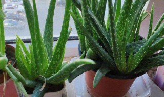 芦荟有几种（芦荟有几种品种）