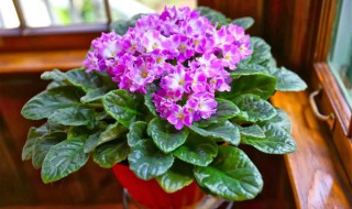 紫罗兰有哪些品种 紫罗兰都有哪些品种