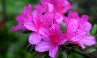 杜鹃花有哪些常见品种(杜鹃花有哪些常见品种图片)