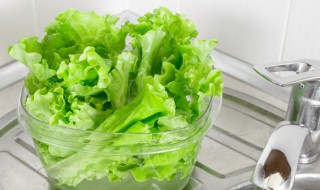 生菜怎么种植方法家里（生菜如何种植方法）