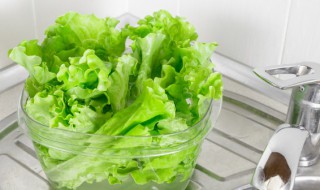 生菜幼苗怎么全都躺下了（生菜幼苗怎么全都躺下了还能活吗）