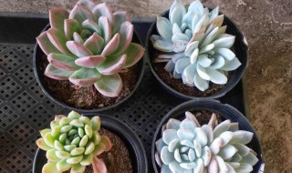 哪些多肉好看又好养（哪些多肉好看又好养图片）