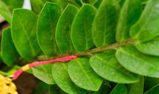 喜阴的室内大型植物花卉有哪些 完全耐阴的客厅大型绿植