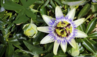 哪些花是时钟花 哪些花是时钟花的花语