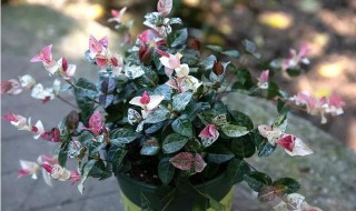 络石有哪些品种 花叶络石有几个品种