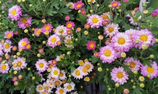 夏天常见的花有哪些（夏天常见的花有哪些?(花名、颜色）