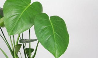 龟背竹有哪些品种 龟背竹有哪些品种图片大全