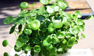 烟灰可以养哪些花(烟灰养什么花好)